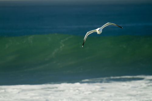 Surfing the wind